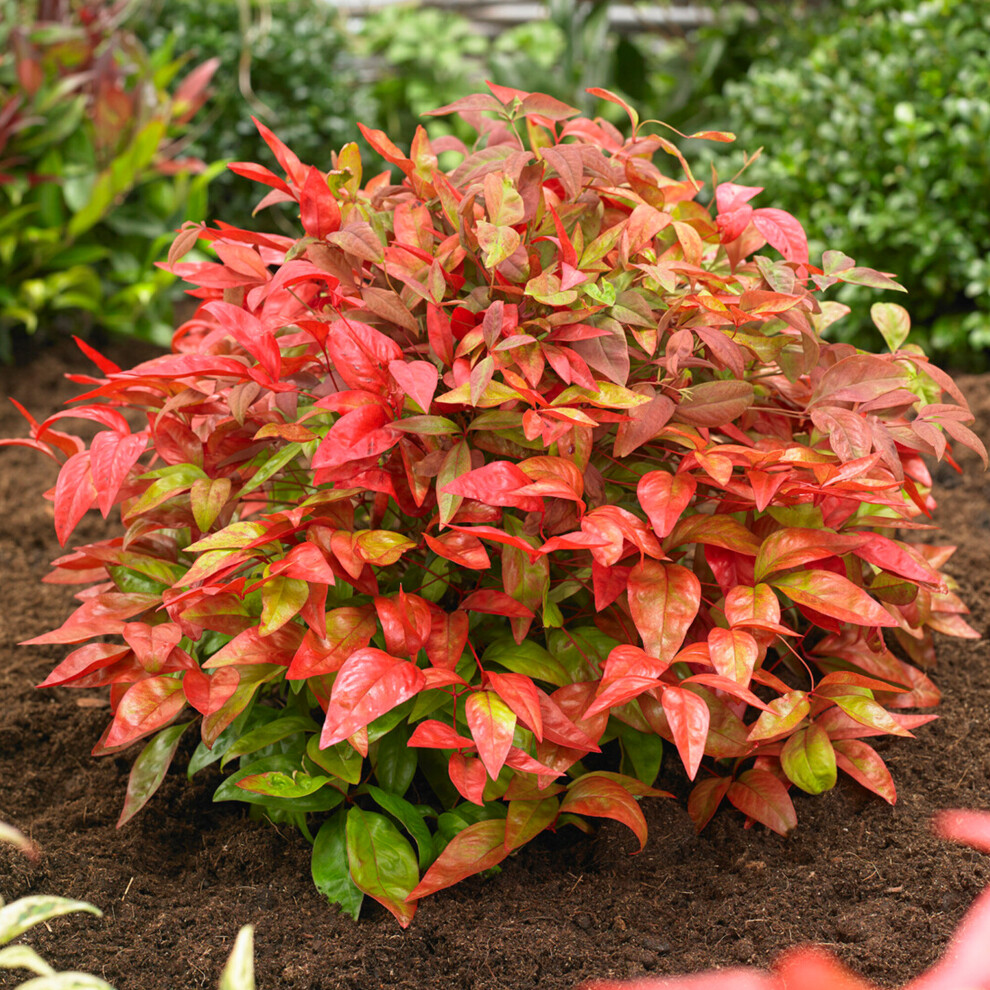 Gardeners Dream Nandina Blush Hardy Colourful Evergreen Garden Ready Shrub In 9Cm Plant Pot Pink