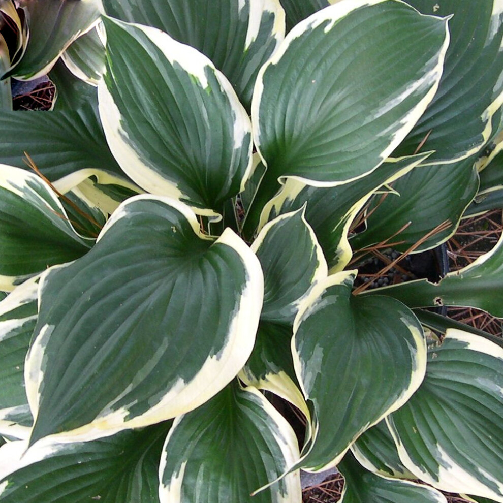 Hosta Patriot Plantain Lily Hardy Outdoor Perennial Garden Plants in Plant Pot