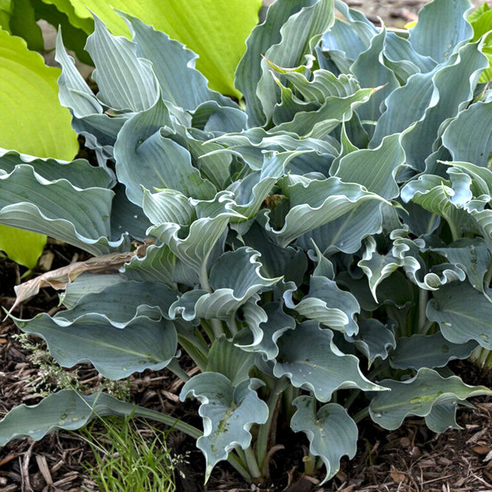 Hosta Waterslide - Plantain Lily | Outdoor Garden Ready Potted Perennial Plants