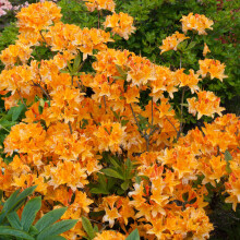 Azalea Japonica Orange - Hardy Evergreen Shrub, 2-Pack, Spring-Summer Orange Blooms, Ideal for Shaded Borders