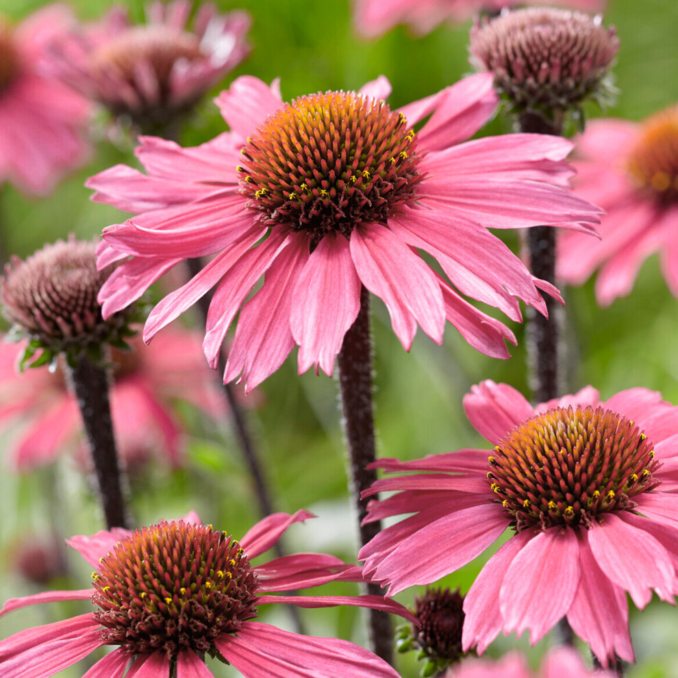 Gardeners Dream Echinacea Sunseekers - Coneflower | Outdoor Perennial Plants Garden Ready Pink