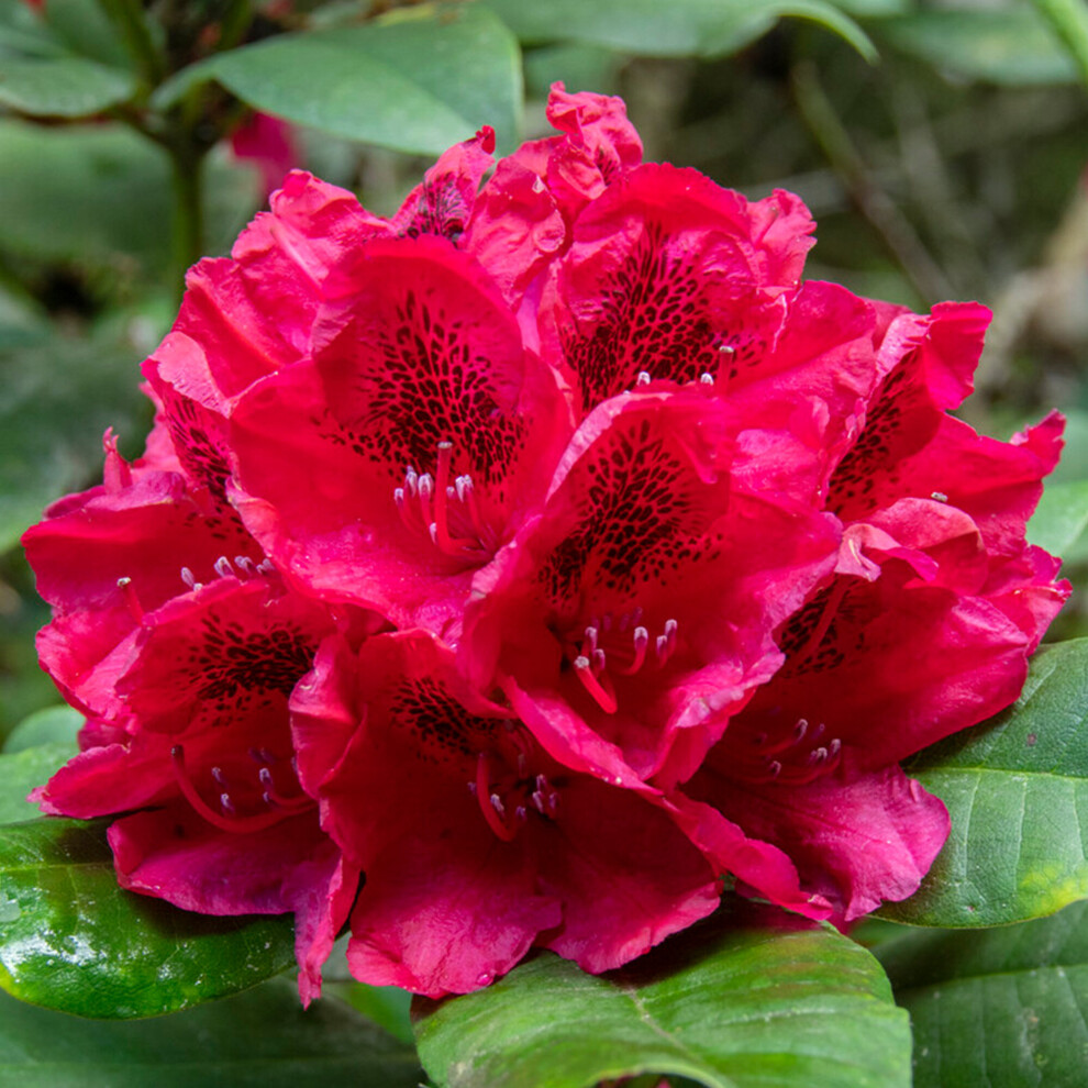 Rhododendron Lord Roberts Evergreen Outdoor Garden Shrub Red Flowering Pot Plant