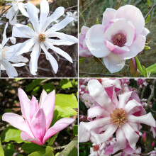 2 x Magnolia Plants in 9cm Pots | Mixed Garden Border Deciduous Flowering Shrubs