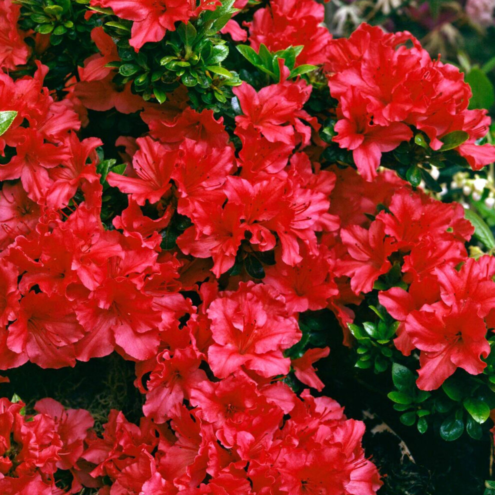 Azalea Japonica Plant Red | Hardy Flowering Outdoor Garden Shrub | Pack of 2