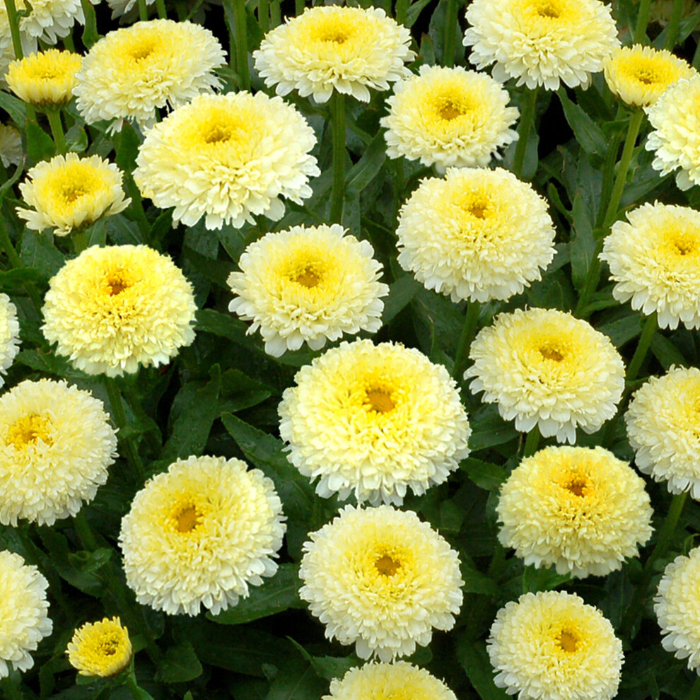 Gardeners Dream Leucanthemum Luna - Shasta Daisy - Perennial Flower Outdoor Plant In Pot Yellow