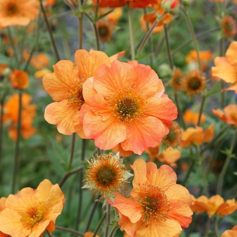 Geum Totally Tangerine Avens Hardy Outdoor Perennial Garden Plants in Plant Pot