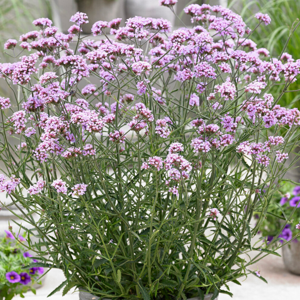 Gardeners Dream Verbena Lollipop | Deciduous Perennial | Outdoor Potted Plant | Flowering Plant Purple