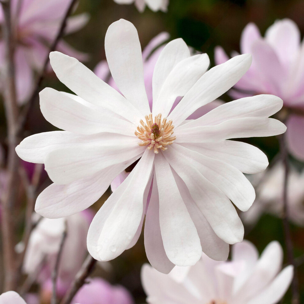 Gardeners Dream Magnolia Merrill Deciduous Flowering Outdoor Garden Ready Shrub In 9Cm Plant Pot