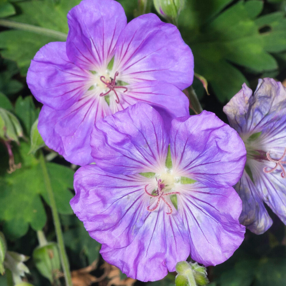 Geranium Azure Rush Cranesbill Clumping Deciduous Perennial Potted Garden Plant