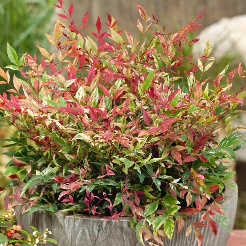 Gardeners Dream Nandina Colourful Evergreen Hardy Garden Ready Shrub In 9Cm Plant Pot Red/Light