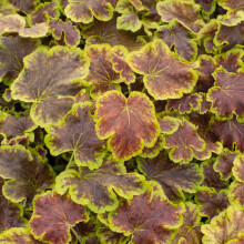 Heucherella Solar Eclipse Evergreen Outdoor Perennial Garden Plants in Plant Pot