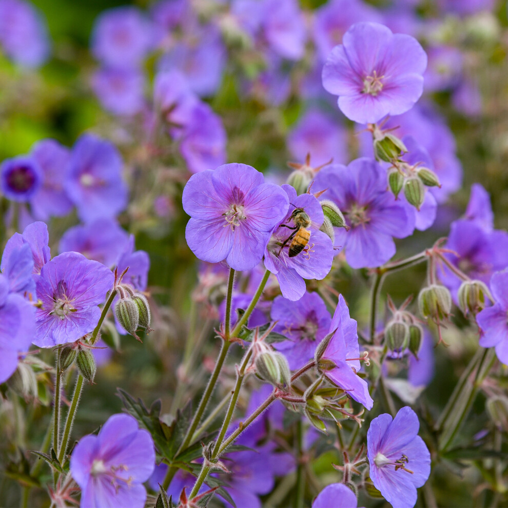 Geranium Boom Chocolatta Hardy Flowering Garden Perennial Plants in Plant Pot