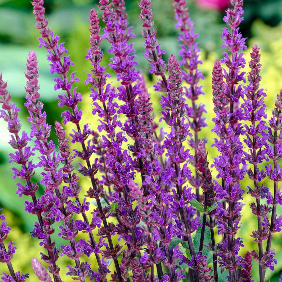 Gardeners Dream Salvia Caradonna | Deciduous Perennial | Outdoor Potted Plant | Flowering Plant Purple/Grey/Green