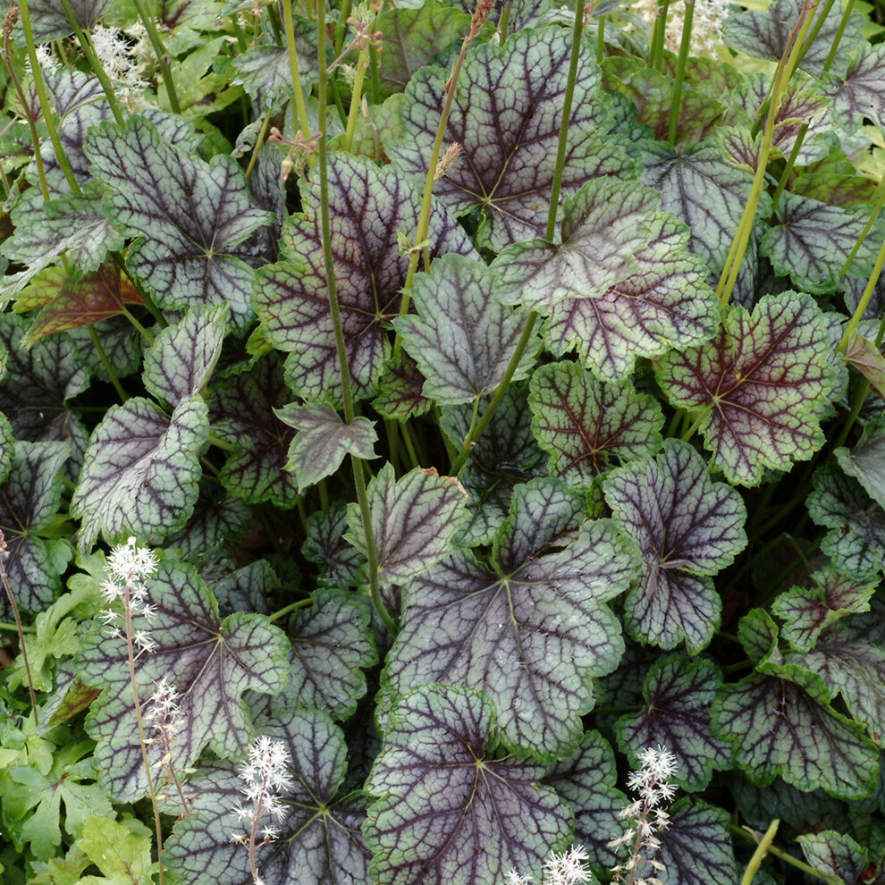 Gardeners Dream Heuchera Green Spice Coral Bells Perennial Hardy Garden Plants In Plant Pot