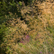 Stipa gigantea Golden Oats Evergreen Flowering Outdoor Garden Grass Pot Plant