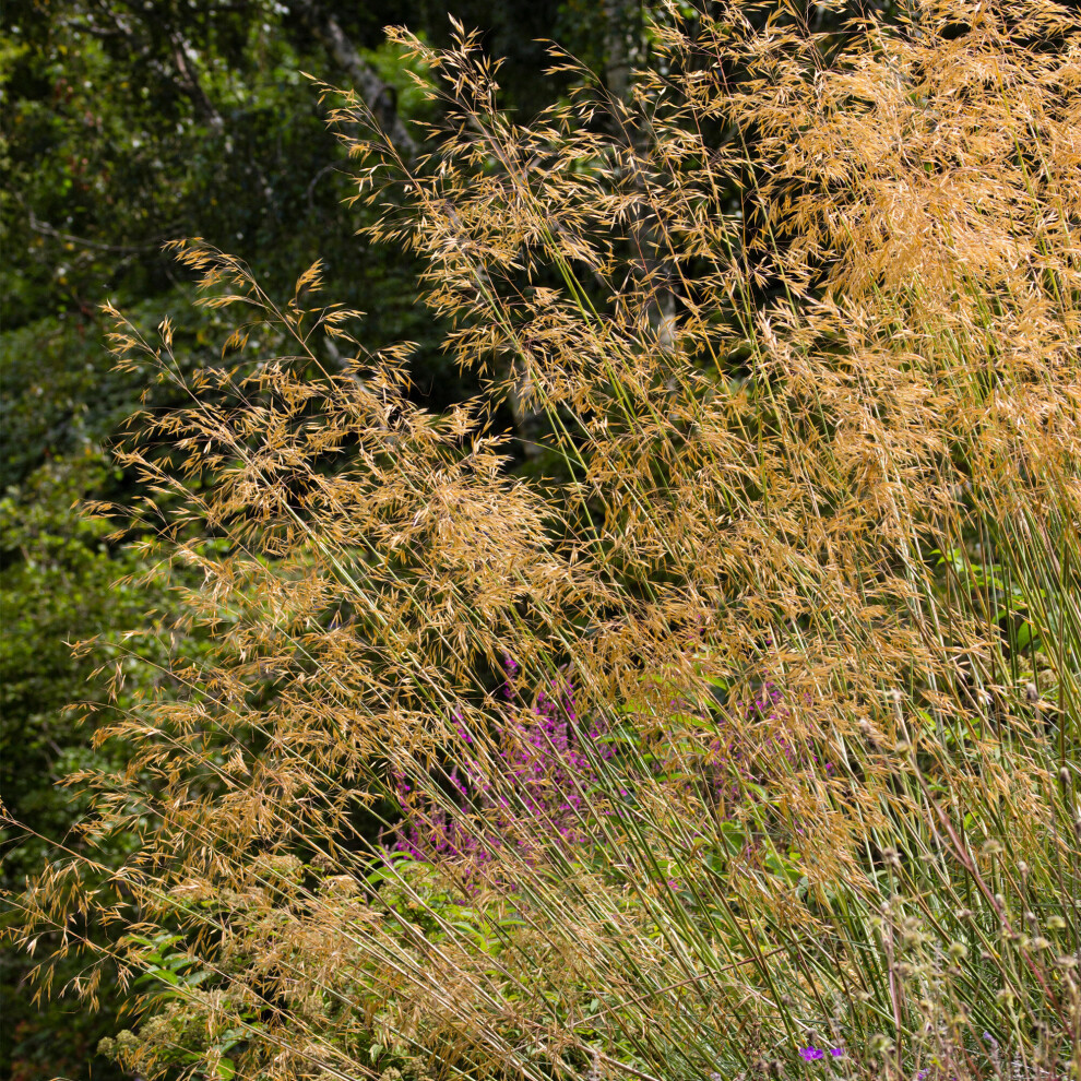 Gardeners Dream Stipa Gigantea Golden Oats Evergreen Flowering Outdoor Garden Grass Pot Plant