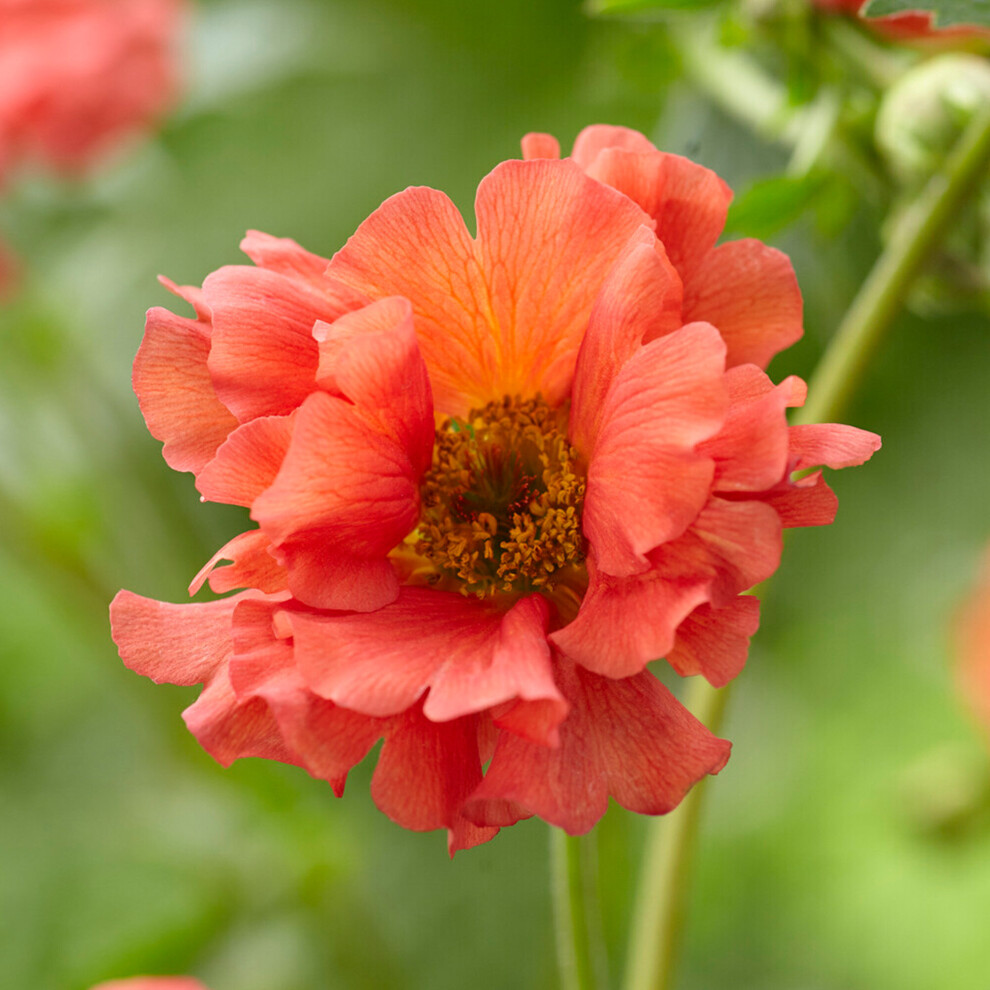 Geum Coral Tempest Hardy Outdoor Flowering Perennial Garden Plants in Plant Pot