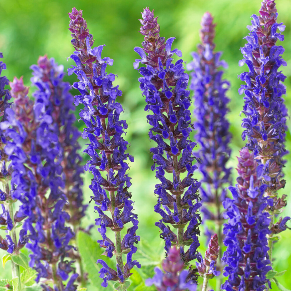 Gardeners Dream Salvia East Friesland Clary Sage Herbaceous Perennial Scented Flowering Plant