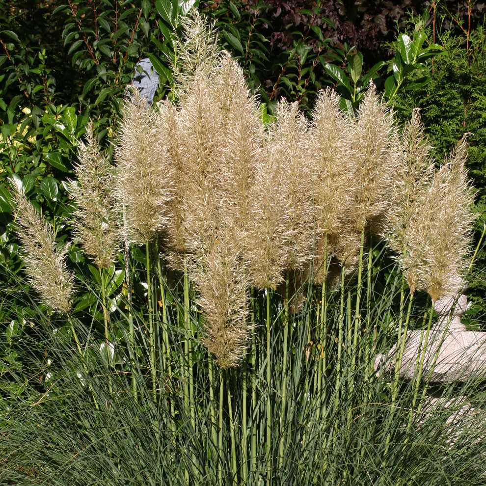 Cortaderia Silver Goblin Pampas Grass Dwarf Garden Ready Feature Shrub in Pot