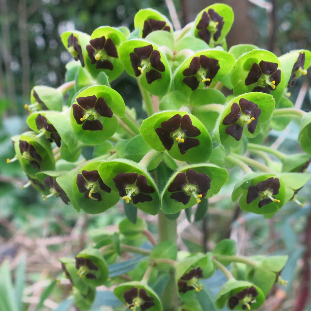 Euphorbia Black Pearl Spurge Hardy Outdoor Perennial Garden Plants in Plant Pot