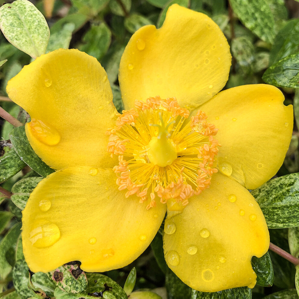 Hypericum Radiance St Johns Wort Semi Evergreen Garden Shrub Plant in 9cm Pot