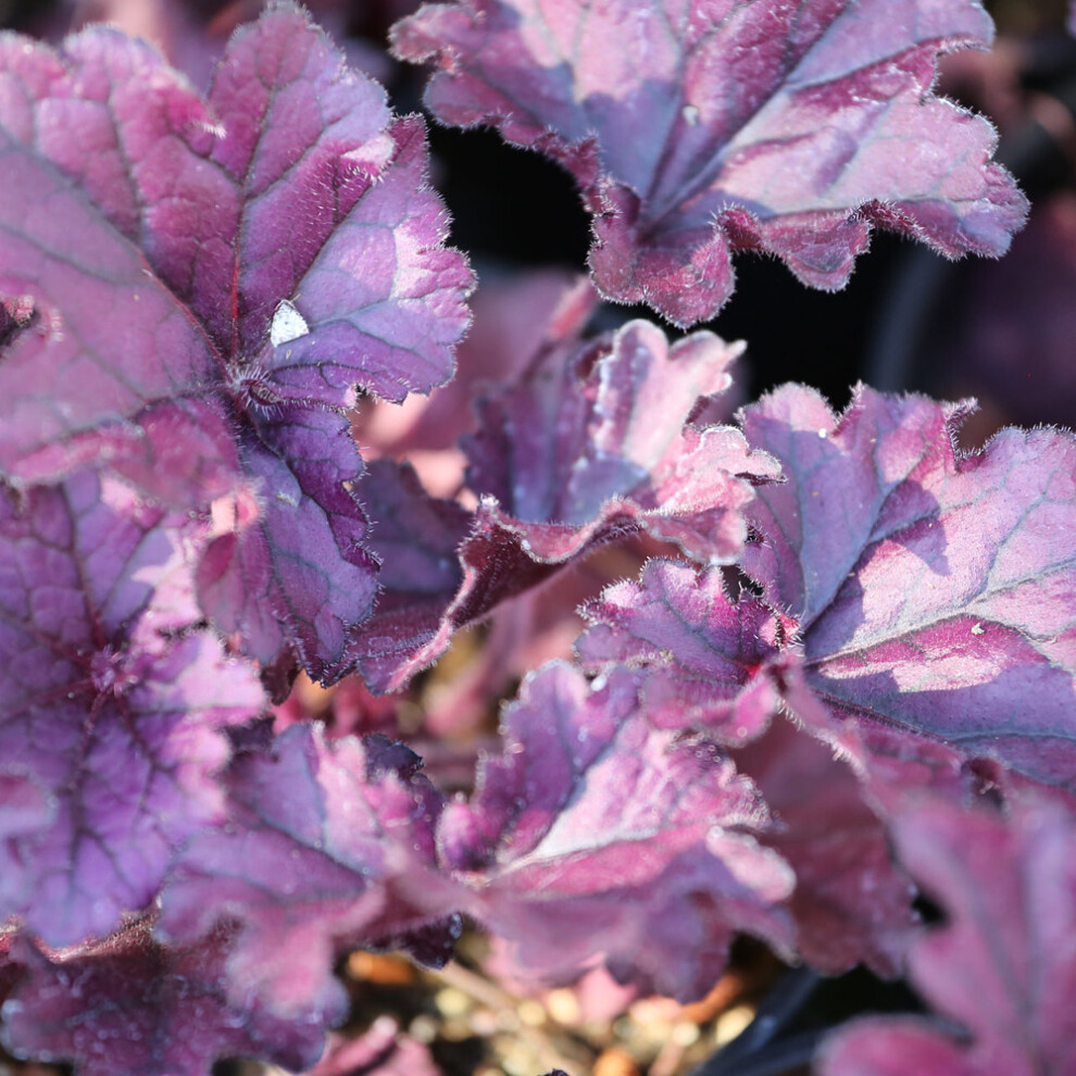 Heuchera Forever Purple Coral Bells Outdoor Perennial Garden Plants in Plant Pot