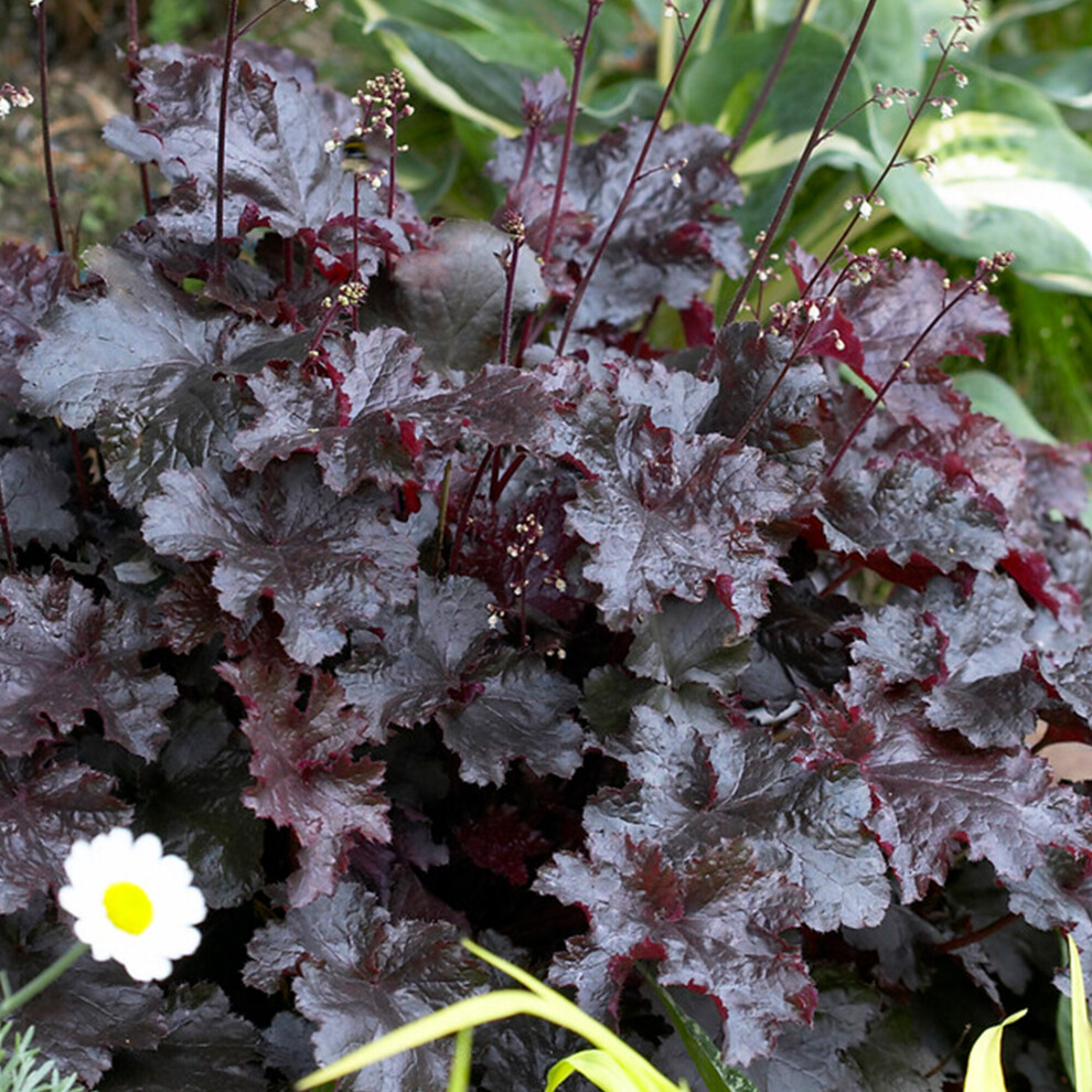 Heuchera Black Beauty Alum Root Perennial Potted Colourful Groundcover Plant