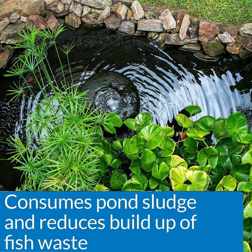 Zyme Pond Sludge Destroyer, 1-Lb. -146B 2