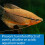 API PH TEST KIT 250-Test Freshwater Aquarium Water pH Test Kit 5