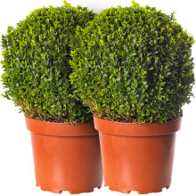 Buxus Ball Pack of 2 x 30cm Diameter Boxwood Garden Topiary Real Evergreen Shrub