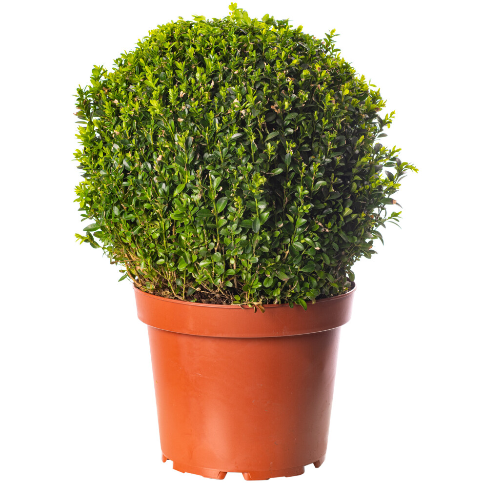 Buxus Ball Plant 30cm Diameter Evergreen Shaped Topiary Outdoor Garden Shrub