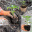 288 Cells Peat Pots Seed Starter Tray,24 Pack Seed Starter Kit,Premium Biodegrad 5