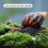 One Chem - Slug Killer - 800g Ferrimax Pellets 4