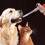 2 Piece Cat Shot Soft Pen Tip Pet Feeder (Red) 5