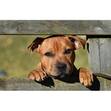 Painting by Numbers for Adults Art kit Animal Dog Staffordshire Bull Terrier 16X20 inch with Frame