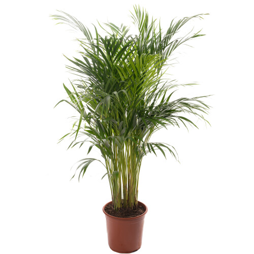 Areca Palm Tall Indoor Houseplant Real Exotic Tropical Plant 50-60cm