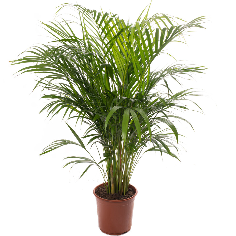 Gardeners Dream Areca Palm Tall Indoor Houseplant Real Exotic Tropical Plant 100-120Cm