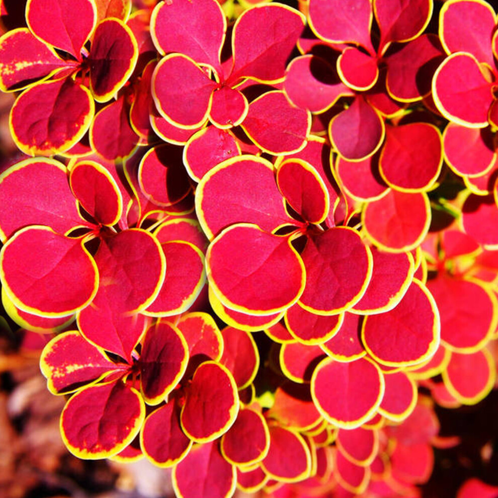 Berberis thunbergii 'Orange Sunrise' Japanese Barberry Potted Garden Shrub