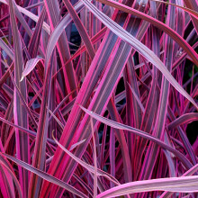 Cordyline Festival Raspberry: Fragrant jasmine blooms above purple-red leaves with pink margins; 1-1.5m evergreen shrub for garden or patio