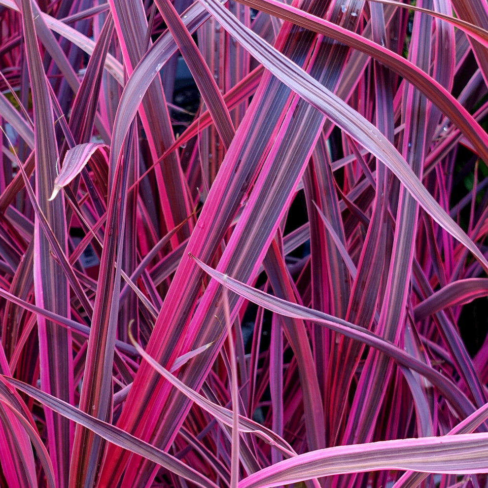 Gardeners Dream Cordyline Festival Raspberry: Fragrant Jasmine Blooms Above - Leaves With Margins; 1-1.5M Evergreen Shrub For Garden Or Patio Purple/Red/Pink