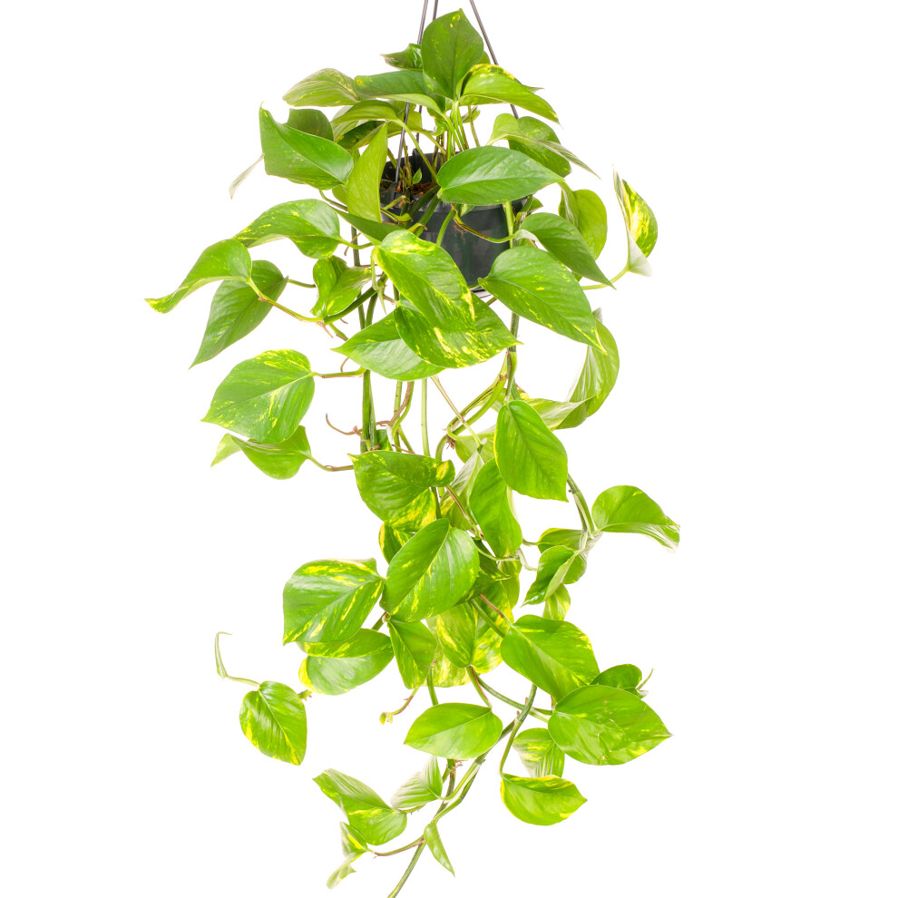 Epipremnum Aureum - Devil's Ivy | Indoor Home Office 15cm Hanging Plant