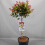 Gardeners Dream Photinia Little Red Robin Patio Tree (3L, 2-3ft) 4