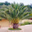Gardeners Dream Phoenix Canariensis (15cm, 70-100cm) 3