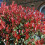 Gardeners Dream Photinia Little Red Robin Patio Tree (3L, 2-3ft) 5