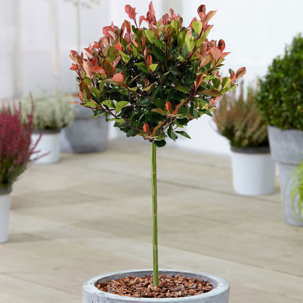 Photinia Little Red Robin Patio Tree (3L, 2-3ft)