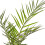 Gardeners Dream Phoenix Canariensis (15cm, 70-100cm) 4