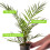 Gardeners Dream Phoenix Canariensis (15cm, 70-100cm) 5