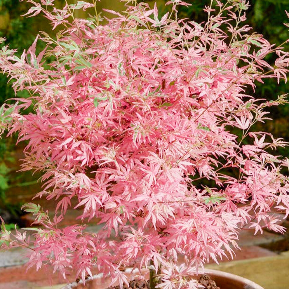 Gardeners Dream Acer Palmatum Taylor - Japanese Maple | Large Outdoor Garden Ready Tree In Pot
