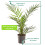 Gardeners Dream Phoenix Canariensis (15cm, 70-100cm) 6