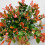 Gardeners Dream Photinia Little Red Robin Patio Tree (3L, 2-3ft) 3